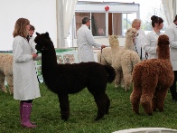 South of England Show